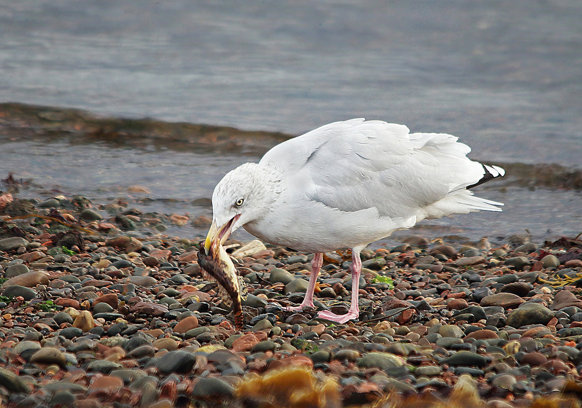 Herring gull with Scorpion fish     -     Peter Bagnall